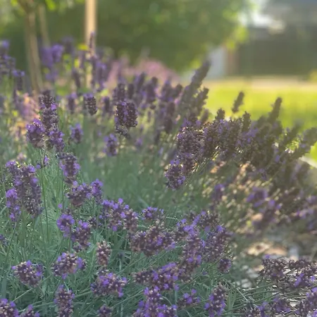 公寓 Levendulakert Apartmanhaz