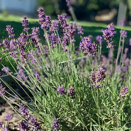 Levendulakert Apartmanhaz 公寓 希欧福克