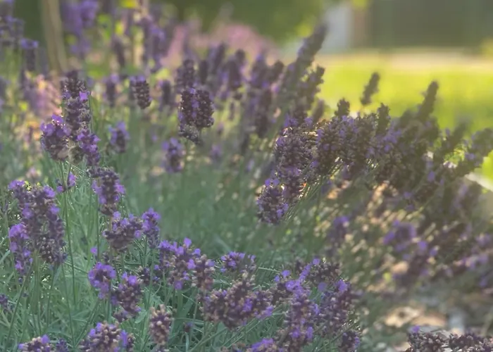 アパート Levendulakert Apartmanhaz