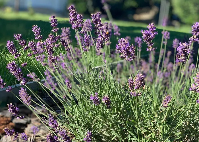 Levendulakert Apartmanhaz Apartment Siófok